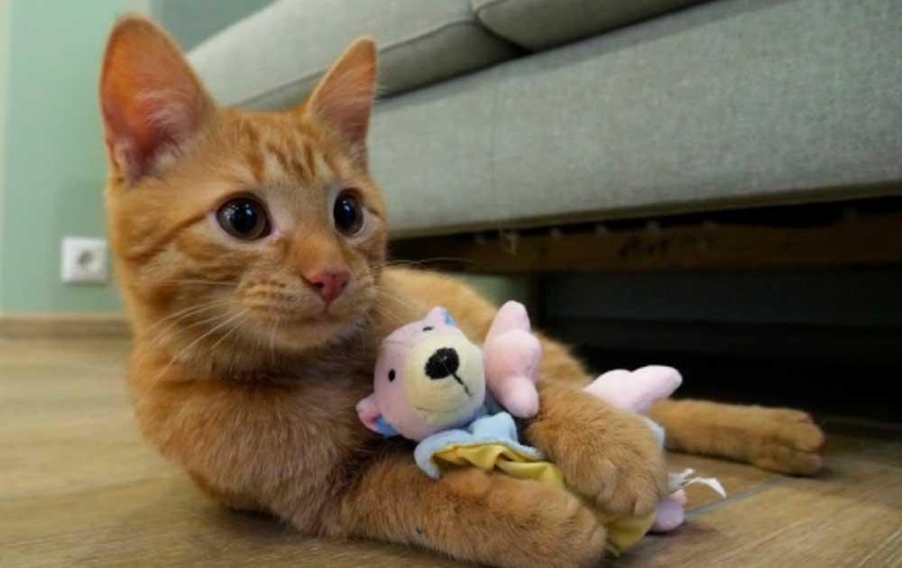 Translation from Cat-Speak