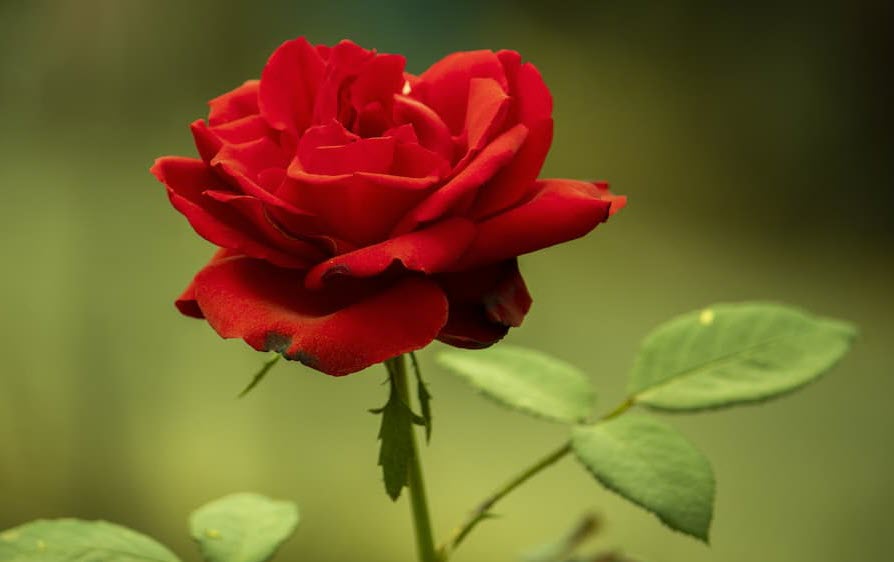 The Queen of Garden. Season 1