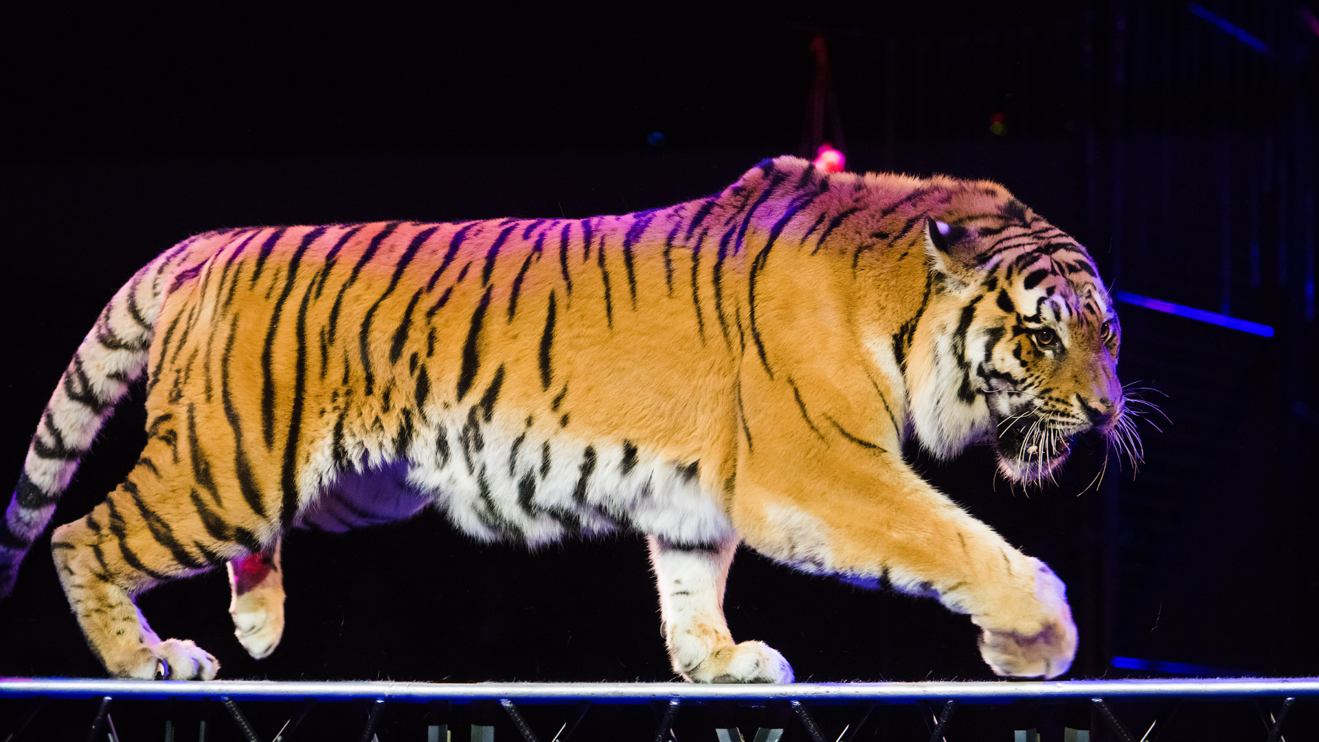 Великие дрессировщики. Сезон 2