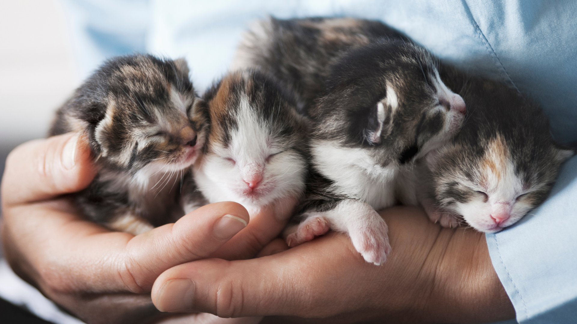 Зооакадемия