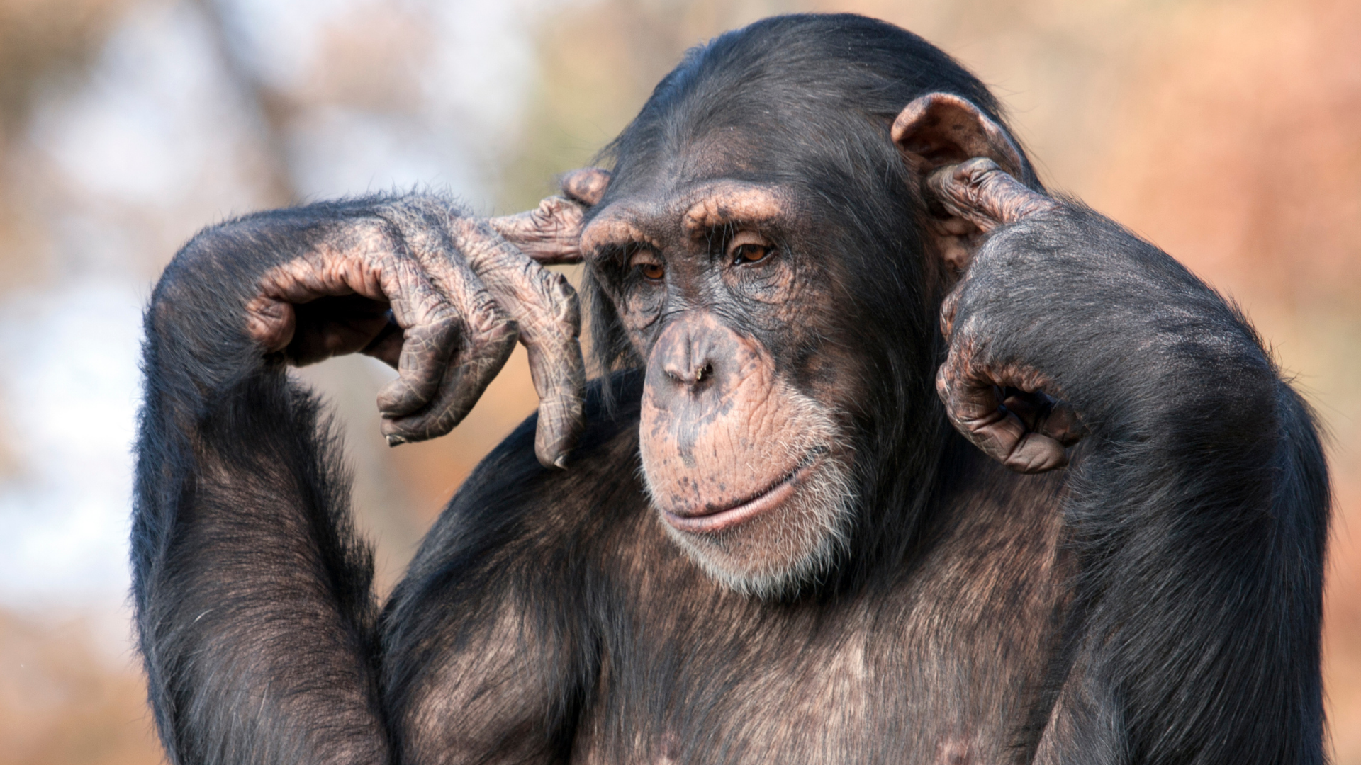 Звезды фауны