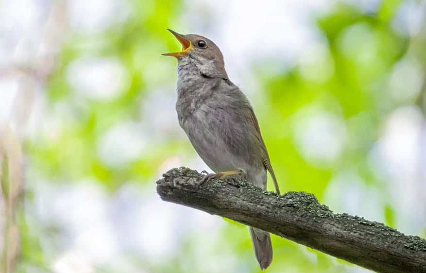 Звуки живой природы