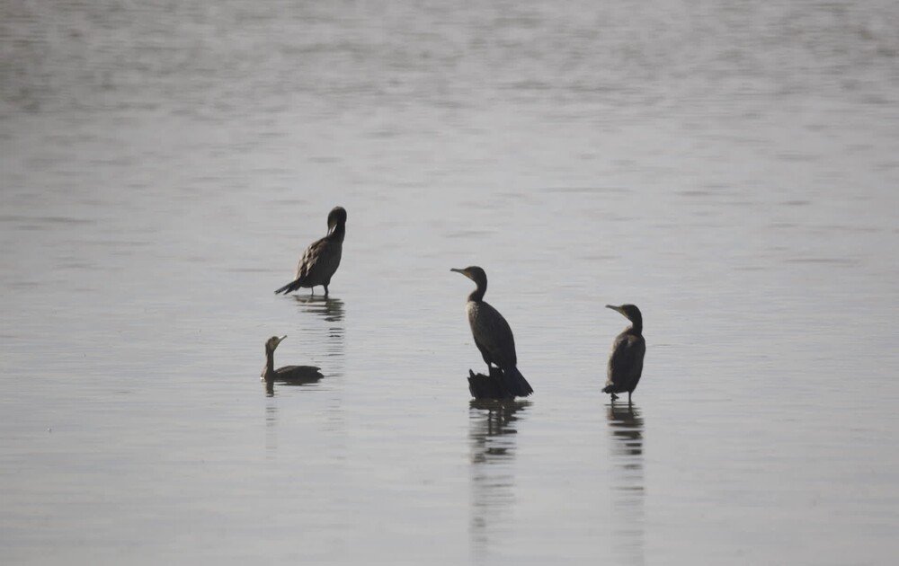 Дикий мир Приволжья