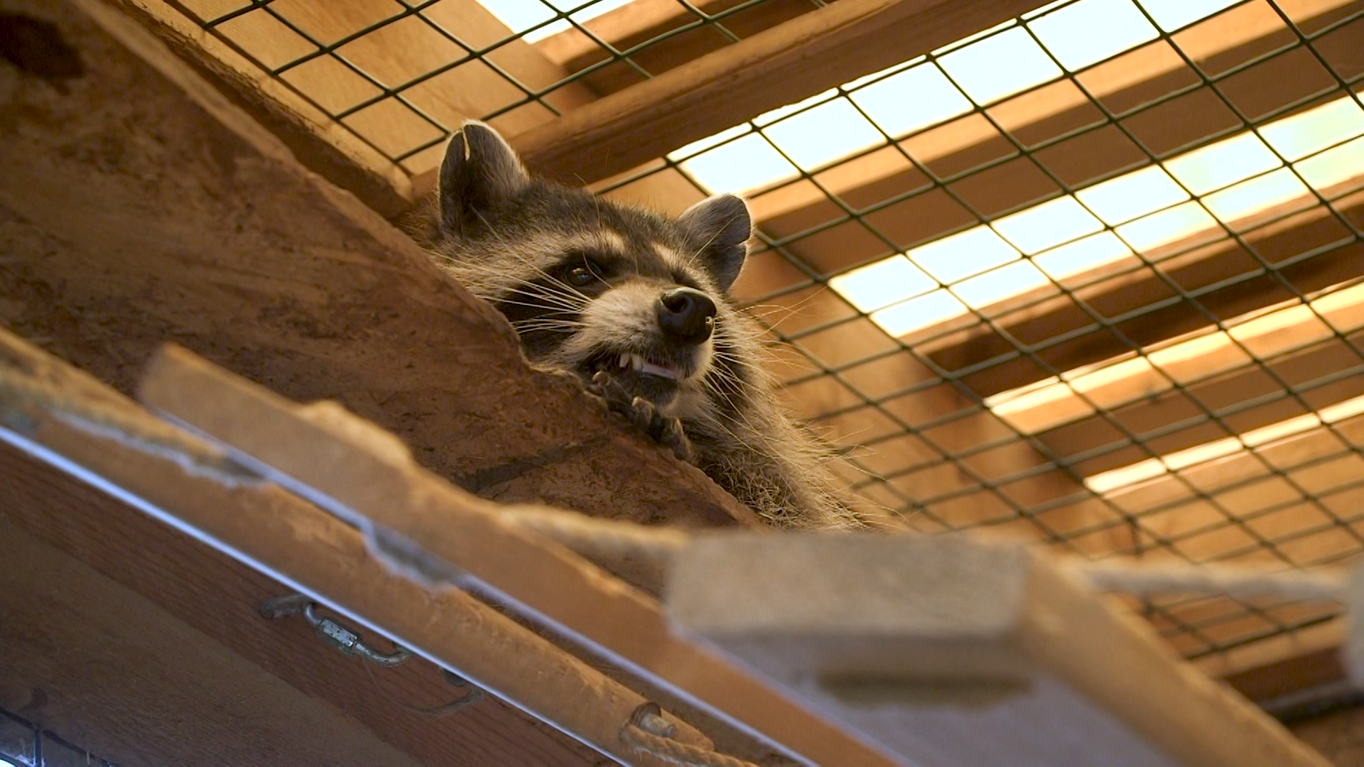 The House with a Tail