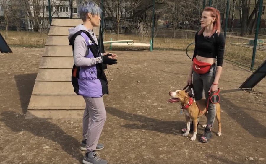 Мой питомец взбесился