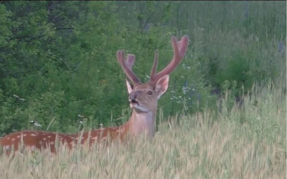 Охотничья фауна