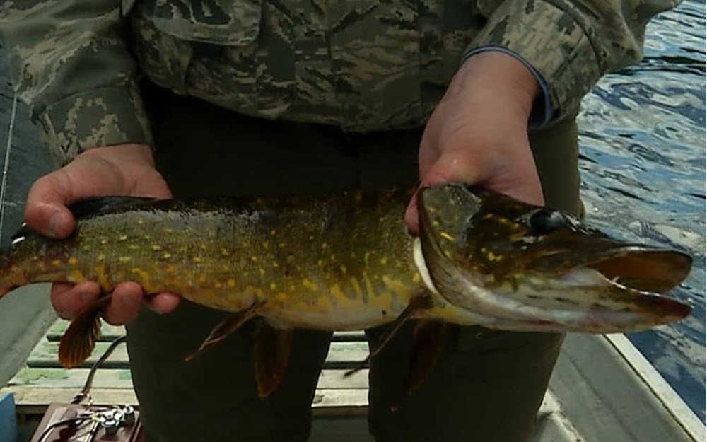 The Video Card of Excellent for Fishing Places. Season 7