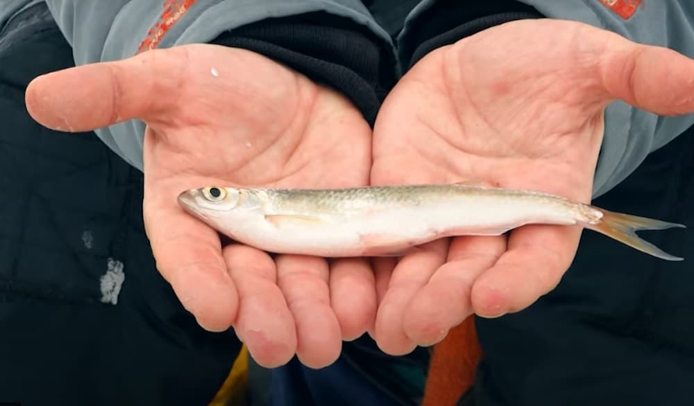 Рыбалка в Пермском крае. Сезон 4