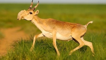 Saiga Antelopes. The Slipping Away Beauty