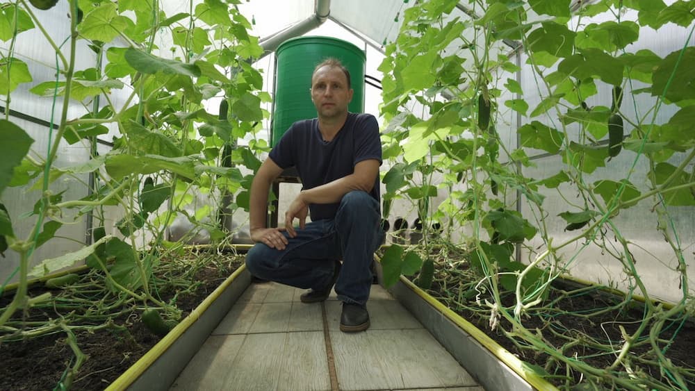 The Hothouse Stories